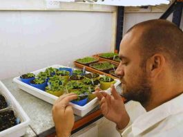 Argentina Identifican un mecanismo para activar el sistema de defensa de las plantas Argentina Identifican un mecanismo para activar el sistema de defensa de las plantas