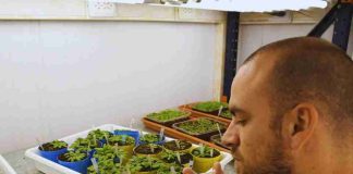Argentina Identifican un mecanismo para activar el sistema de defensa de las plantas Argentina Identifican un mecanismo para activar el sistema de defensa de las plantas