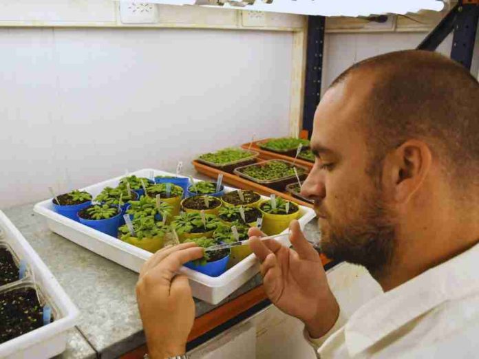 Argentina Identifican un mecanismo para activar el sistema de defensa de las plantas Argentina Identifican un mecanismo para activar el sistema de defensa de las plantas