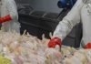 Argentina volverá a exportar carne aviar fresca a la Unión Europea tras recuperar su estatus sanitario Argentina volverá a exportar carne aviar fresca a la Unión Europea tras recuperar su estatus sanitario