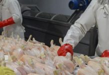 Argentina volverá a exportar carne aviar fresca a la Unión Europea tras recuperar su estatus sanitario Argentina volverá a exportar carne aviar fresca a la Unión Europea tras recuperar su estatus sanitario