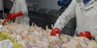 Argentina volverá a exportar carne aviar fresca a la Unión Europea tras recuperar su estatus sanitario