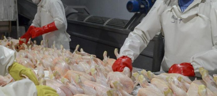 Argentina volverá a exportar carne aviar fresca a la Unión Europea tras recuperar su estatus sanitario Argentina volverá a exportar carne aviar fresca a la Unión Europea tras recuperar su estatus sanitario