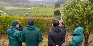 Autoridades del Agro visitan predio ganadero en Arauco para verificar funcionamiento del programa de Trazabilidad Animal del SAG