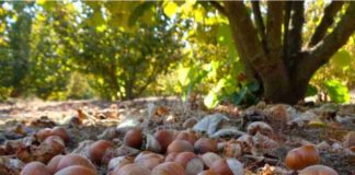 Avellano posiciona a Ñuble entre las regiones líderes del país Avellano posiciona a Ñuble entre las regiones líderes del país
