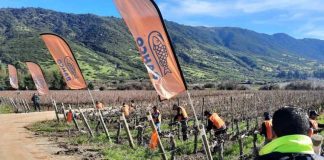 Noticia: BAHCO celebra su 7mo concurso de poda profesional en Vid en...