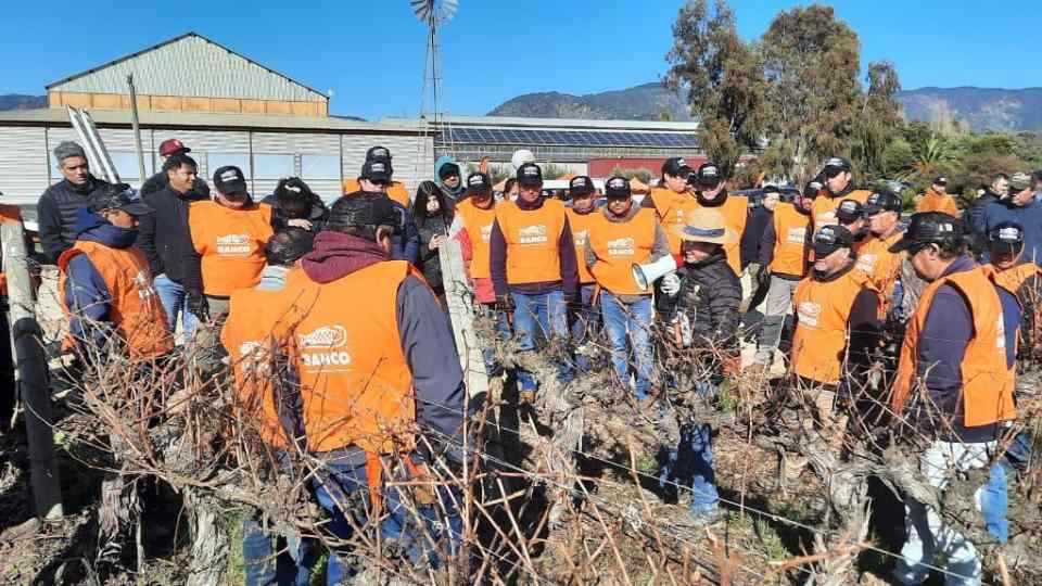 BAHCO celebra su 7mo concurso de poda profesional en Vid en Chile