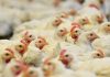 España |Newcastle, la enfermedad que deja 1,3 millones de aves sacrificadas y amenaza al comercio España |Newcastle, la enfermedad que deja 1,3 millones de aves sacrificadas y amenaza al comercio