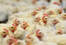 España |Newcastle, la enfermedad que deja 1,3 millones de aves sacrificadas y amenaza al comercio España |Newcastle, la enfermedad que deja 1,3 millones de aves sacrificadas y amenaza al comercio