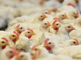 España |Newcastle, la enfermedad que deja 1,3 millones de aves sacrificadas y amenaza al comercio España |Newcastle, la enfermedad que deja 1,3 millones de aves sacrificadas y amenaza al comercio