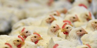 España |Newcastle, la enfermedad que deja 1,3 millones de aves sacrificadas y amenaza al comercio España |Newcastle, la enfermedad que deja 1,3 millones de aves sacrificadas y amenaza al comercio
