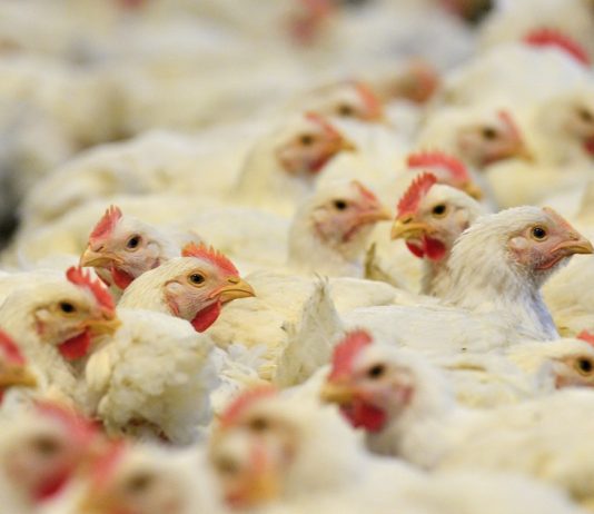 España |Newcastle, la enfermedad que deja 1,3 millones de aves sacrificadas y amenaza al comercio España |Newcastle, la enfermedad que deja 1,3 millones de aves sacrificadas y amenaza al comercio