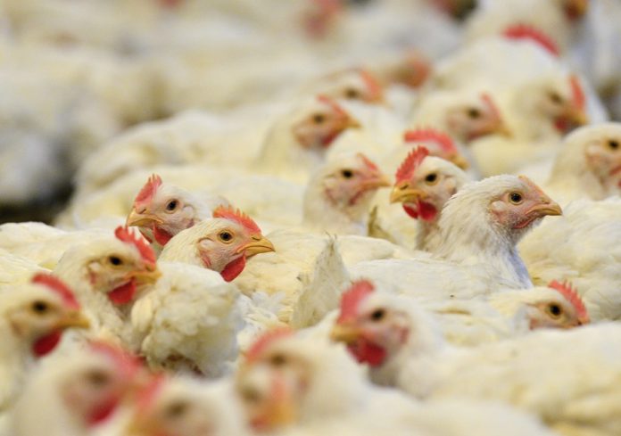 Brasil confirma el primer caso de gripe aviar de España |Newcastle, la enfermedad que deja 1,3 millones de aves sacrificadas y amenaza al comercio