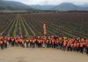 Bahco realizó la 7.ma edición del Concurso de Poda Profesional en Vid en Chile Bahco realizó la 7.ma edición del Concurso de Poda Profesional en Vid en Chile