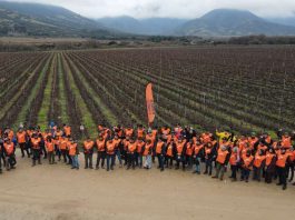 Bahco realizó la 7.ma edición del Concurso de Poda Profesional en Vid en Chile Bahco realizó la 7.ma edición del Concurso de Poda Profesional en Vid en Chile