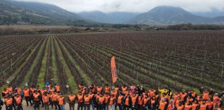 Bahco realizó la 7.ma edición del Concurso de Poda Profesional en Vid en Chile Bahco realizó la 7.ma edición del Concurso de Poda Profesional en Vid en Chile