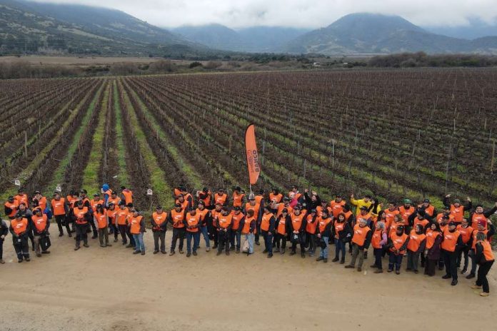 Bahco realizó la 7.ma edición del Concurso de Poda Profesional en Vid en Chile