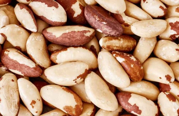 Brasil Las nueces de Brasil producidas por los pueblos indígenas reciben una compensación económica Brasil | Las nueces de Brasil producidas por los pueblos indígenas reciben una compensación económica