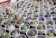 CONAF busca repatriar 216 cactáceas que se encuentran bajo custodia en Tacna CONAF busca repatriar 216 cactáceas que se encuentran bajo custodia en Tacna