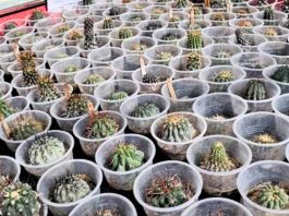 CONAF busca repatriar 216 cactáceas que se encuentran bajo custodia en Tacna CONAF busca repatriar 216 cactáceas que se encuentran bajo custodia en Tacna