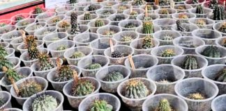 CONAF busca repatriar 216 cactáceas que se encuentran bajo custodia en Tacna