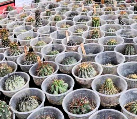 CONAF busca repatriar 216 cactáceas que se encuentran bajo custodia en Tacna CONAF busca repatriar 216 cactáceas que se encuentran bajo custodia en Tacna
