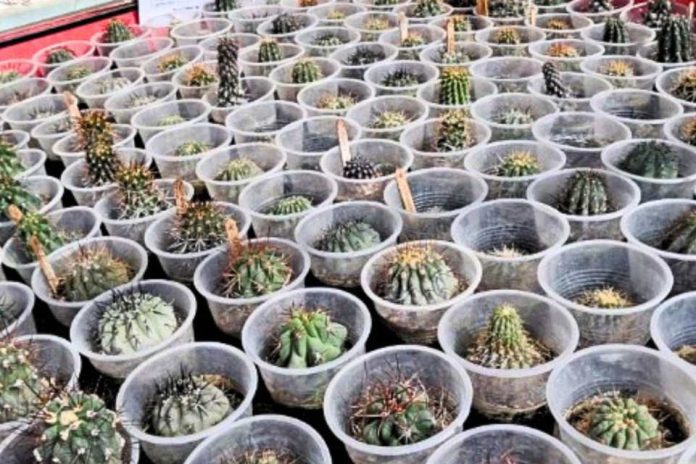 CONAF busca repatriar 216 cactáceas que se encuentran bajo custodia en Tacna