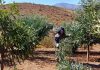 CONAF fortalece la producción forrajera y recuperación vegetal en la comuna de Andacollo CONAF fortalece la producción forrajera y recuperación vegetal en la comuna de Andacollo