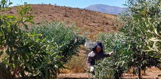 CONAF fortalece la producción forrajera y recuperación vegetal en la comuna de Andacollo CONAF fortalece la producción forrajera y recuperación vegetal en la comuna de Andacollo