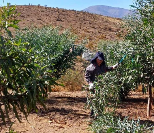 CONAF fortalece la producción forrajera y recuperación vegetal en la comuna de Andacollo CONAF fortalece la producción forrajera y recuperación vegetal en la comuna de Andacollo