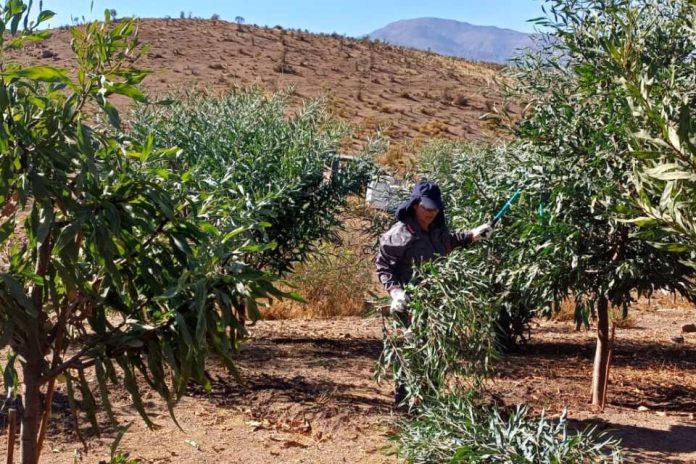 CONAF fortalece la producción forrajera y recuperación vegetal en la comuna de Andacollo CONAF fortalece la producción forrajera y recuperación vegetal en la comuna de Andacollo