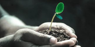 Chile quiere liderar la próxima revolución de las semillas con más genética e innovación