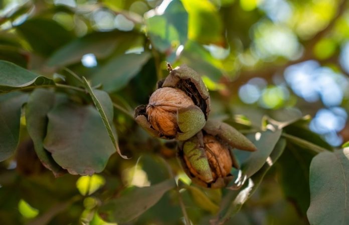 ChileNut convoca a productores al Maule para abordar la peste negra y los desafíos sanitarios del nogal ChileNut convoca a productores al Maule para abordar la peste negra y los desafíos sanitarios del nogal