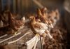 Chilehuevos aprueba fondo de hasta $1.000 millones para apoyar a productores afectados por influenza aviar Chilehuevos aprueba fondo de hasta $1.000 millones para apoyar a productores afectados por influenza aviar