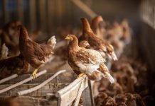 Chilehuevos aprueba fondo de hasta $1.000 millones para apoyar a productores afectados por influenza aviar Chilehuevos aprueba fondo de hasta $1.000 millones para apoyar a productores afectados por influenza aviar