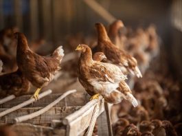 Chilehuevos aprueba fondo de hasta $1.000 millones para apoyar a productores afectados por influenza aviar Chilehuevos aprueba fondo de hasta $1.000 millones para apoyar a productores afectados por influenza aviar