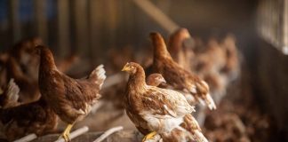 Chilehuevos aprueba fondo de hasta $1.000 millones para apoyar a productores afectados por influenza aviar Chilehuevos aprueba fondo de hasta $1.000 millones para apoyar a productores afectados por influenza aviar