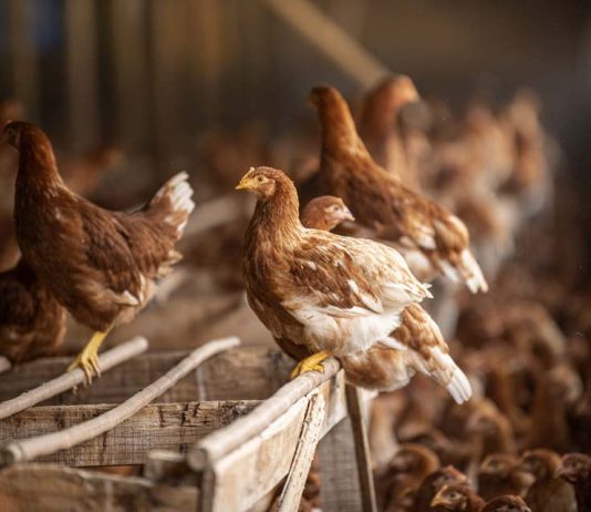 Chilehuevos aprueba fondo de hasta $1.000 millones para apoyar a productores afectados por influenza aviar Chilehuevos aprueba fondo de hasta $1.000 millones para apoyar a productores afectados por influenza aviar