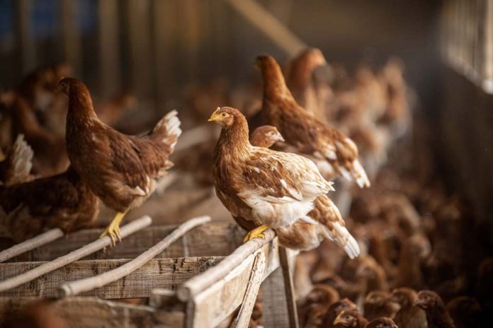 Chilehuevos aprueba fondo de hasta $1.000 millones para apoyar a productores afectados por influenza aviar Chilehuevos aprueba fondo de hasta $1.000 millones para apoyar a productores afectados por influenza aviar