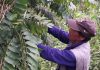 Reportaje | Colaboración entre Chile, Argentina y Bolivia logra identificar la genética de nogales silvestres en bosques nativos Colaboración entre Chile, Argentina y Bolivia logra identificar la genética de nogales silvestres en bosques nativos