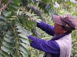 Reportaje | Colaboración entre Chile, Argentina y Bolivia logra identificar la genética de nogales silvestres en bosques nativos Colaboración entre Chile, Argentina y Bolivia logra identificar la genética de nogales silvestres en bosques nativos