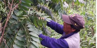 Reportaje | Colaboración entre Chile, Argentina y Bolivia logra identificar la genética de nogales silvestres en bosques nativos Colaboración entre Chile, Argentina y Bolivia logra identificar la genética de nogales silvestres en bosques nativos