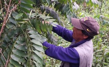 Colaboración entre Chile, Argentina y Bolivia logra identificar la genética de nogales silvestres en bosques nativos