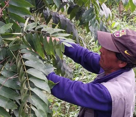 Reportaje | Colaboración entre Chile, Argentina y Bolivia logra identificar la genética de nogales silvestres en bosques nativos Colaboración entre Chile, Argentina y Bolivia logra identificar la genética de nogales silvestres en bosques nativos