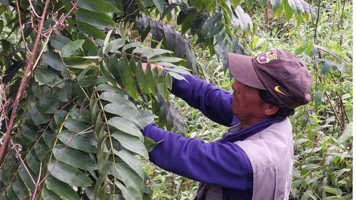 Colaboración entre Chile, Argentina y Bolivia logra identificar la genética de nogales silvestres en bosques nativos Colaboración entre Chile, Argentina y Bolivia logra identificar la genética de nogales silvestres en bosques nativos