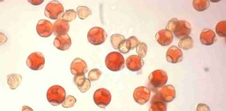 Columna de opinión | El enigma invernal del avellano europeo y la ciencia detrás de FloralNut Columna de opinión | El enigma invernal del avellano europeo y la ciencia detrás de FloralNut