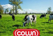 Colún, la cooperativa de Los Ríos, lidera el ranking de sostenibilidad empresarial de Ipsos 2026 Colún, la cooperativa de Los Ríos, lidera el ranking de sostenibilidad empresarial de Ipsos 2026