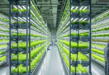 Cómo Qatar reinventó su agricultura con nuevas tecnologías que permiten cubrir hasta el 90% de sus productos frescos Cómo Qatar reinventó su agricultura con nuevas tecnologías que permiten cubrir hasta el 90% de sus productos frescos