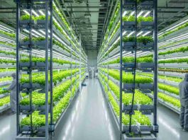 Cómo Qatar reinventó su agricultura con nuevas tecnologías que permiten cubrir hasta el 90% de sus productos frescos Cómo Qatar reinventó su agricultura con nuevas tecnologías que permiten cubrir hasta el 90% de sus productos frescos