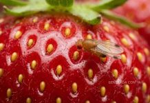 Con IA y datos climáticos buscarán reducir hasta en 60 % el impacto de Drosophila suzukii en berries chilenos